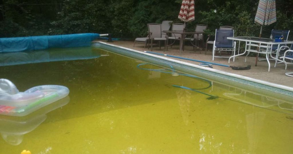 How to Get Rid of Yellow Algae in a Pool